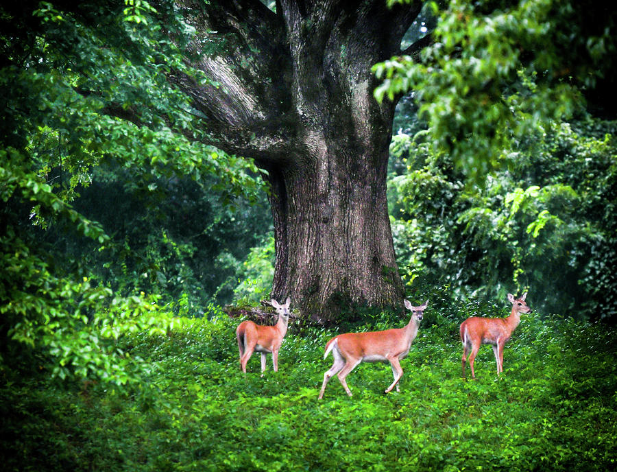 Deer Photograph - Fairy Tale Forest by Karen Wiles