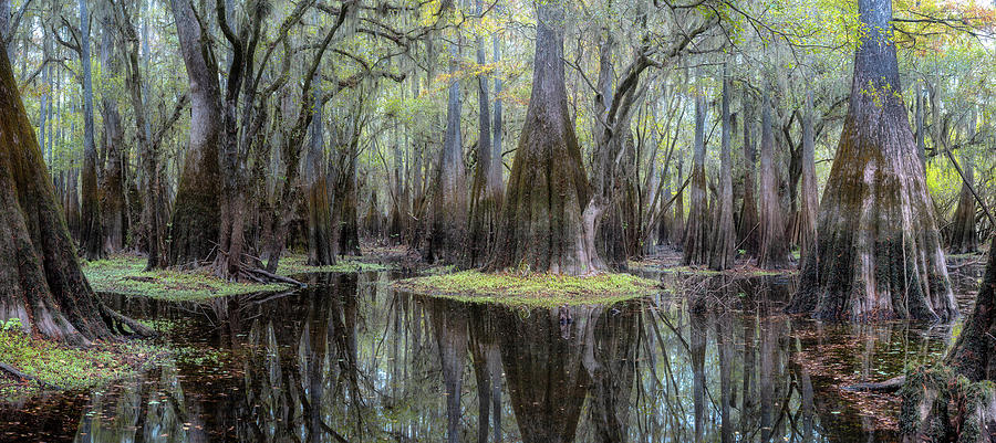 Fairy Tale Pond in Cypress Forest Panorama Photograph by Alex Mironyuk