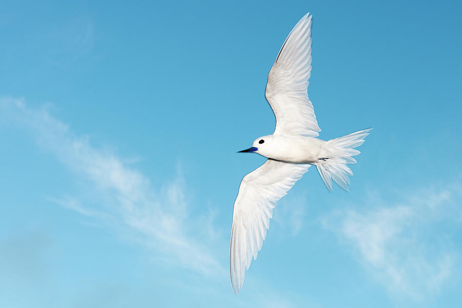 Fairy Tern In Flight Photograph by James Warwick