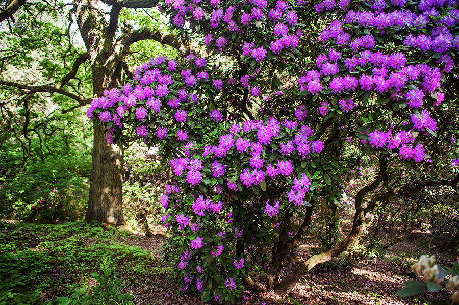Fairy Woods Of Blooming Rhododendrons 1 Photograph by Jenny Rainbow