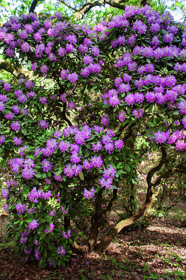 Fairy Woods Of Blooming Rhododendrons 2  Photograph by Jenny Rainbow