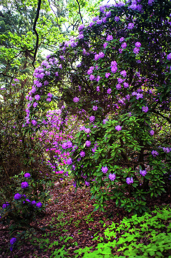 Fairy Woods Of Blooming Rhododendrons 3 Photograph by Jenny Rainbow
