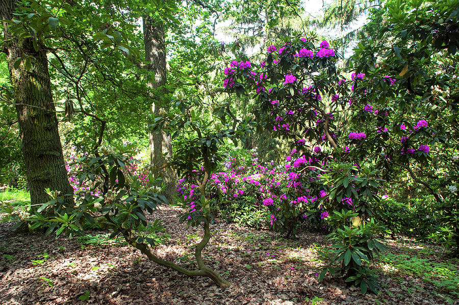 Fairy Woods Of Blooming Rhododendrons 5 Photograph by Jenny Rainbow