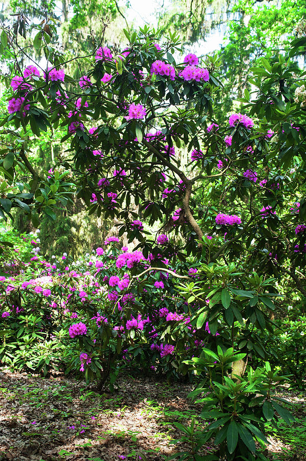 Fairy Woods Of Blooming Rhododendrons 6 Photograph by Jenny Rainbow