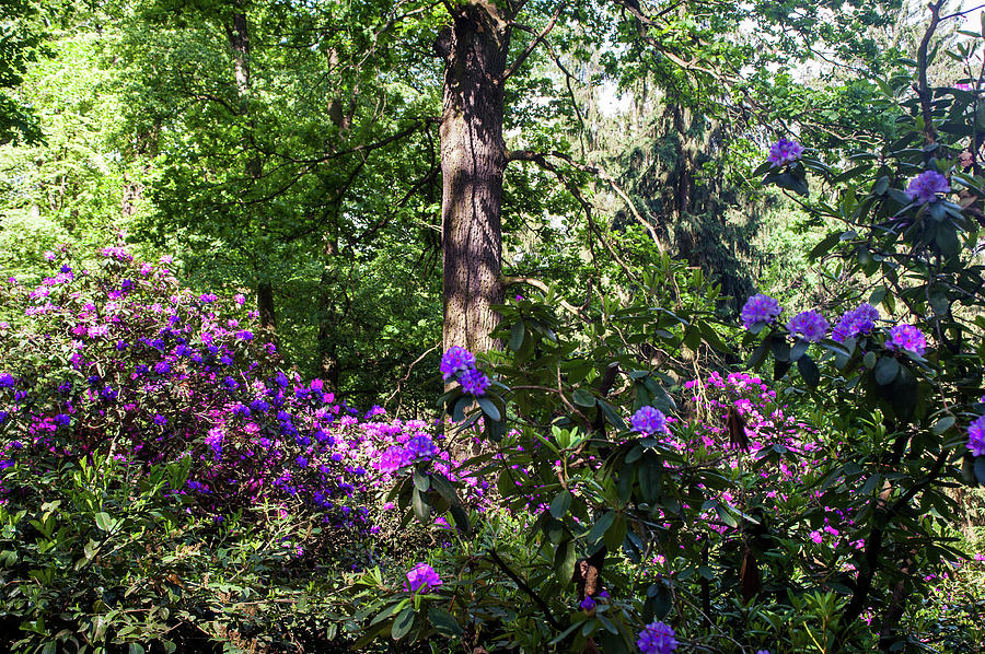 Fairy Woods Of Blooming Rhododendrons 8 Photograph by Jenny Rainbow
