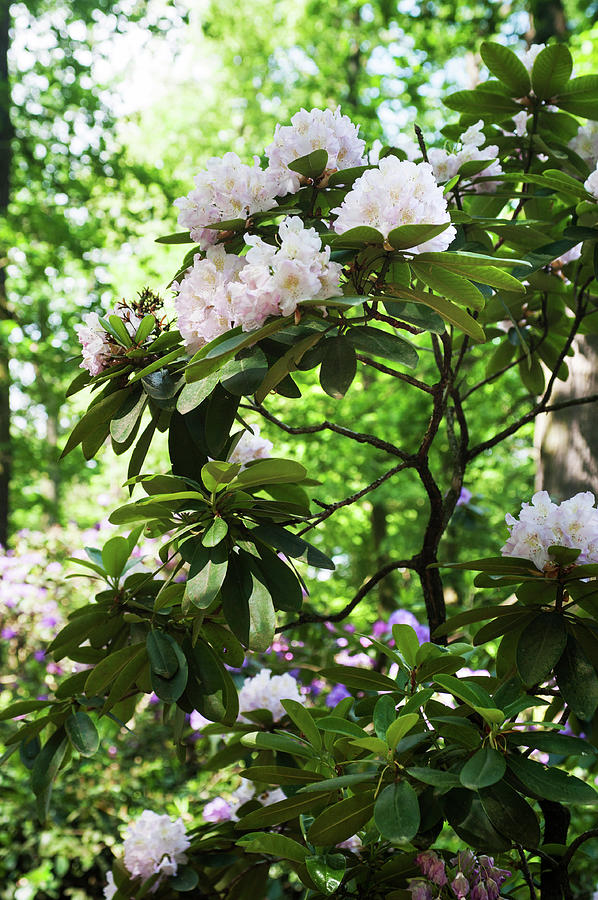 Fairy Woods Of Blooming Rhododendrons 9 Photograph by Jenny Rainbow
