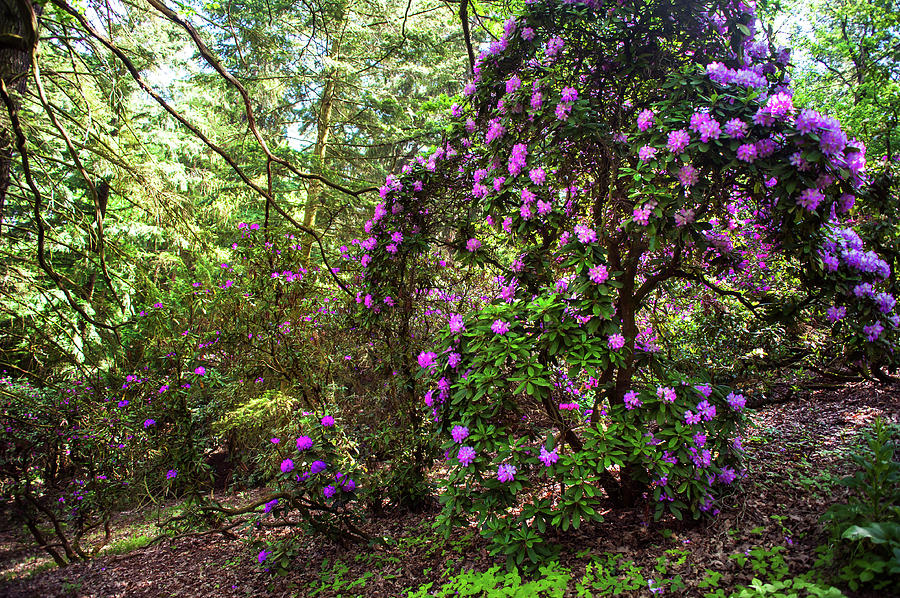 Fairy Woods Of Blooming Rhododendrons Photograph by Jenny Rainbow