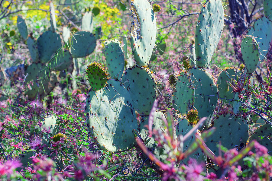 Fairydusters and Prickly Pears Photograph by Melisa Elliott