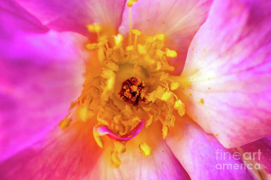 Fairy's eye view by Spade Photo Fairy's eye view by Spade Photo