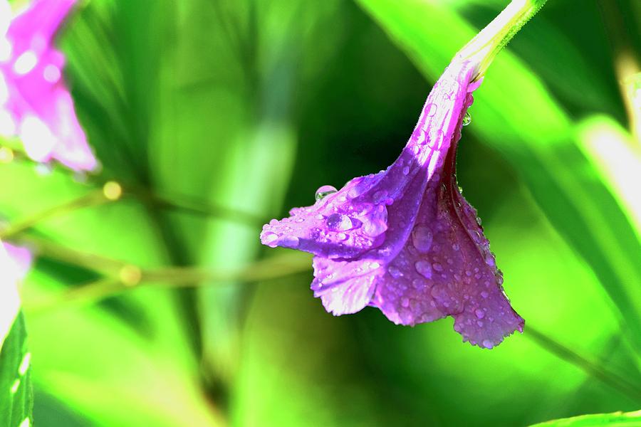 Fairy Umbrella Flower Photograph by Debra Grace Addison