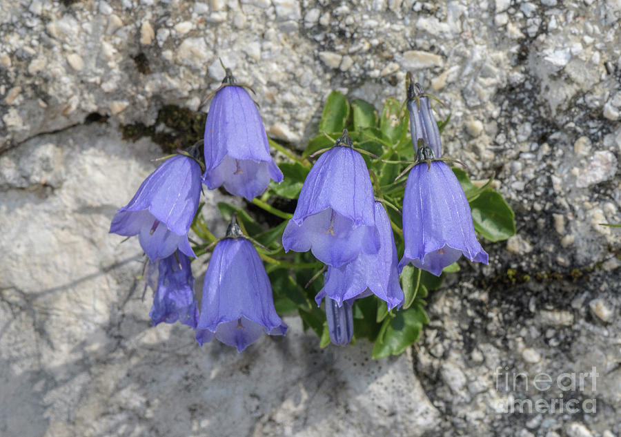 Fairys-thimble (campanula Cochleariifolia) In Flower Photograph by Bob Gibbons/science Photo Library