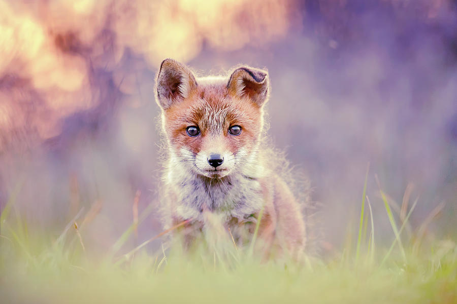 Animal Photograph - Fairytale Fox Series - Baby Fox by Roeselien Raimond