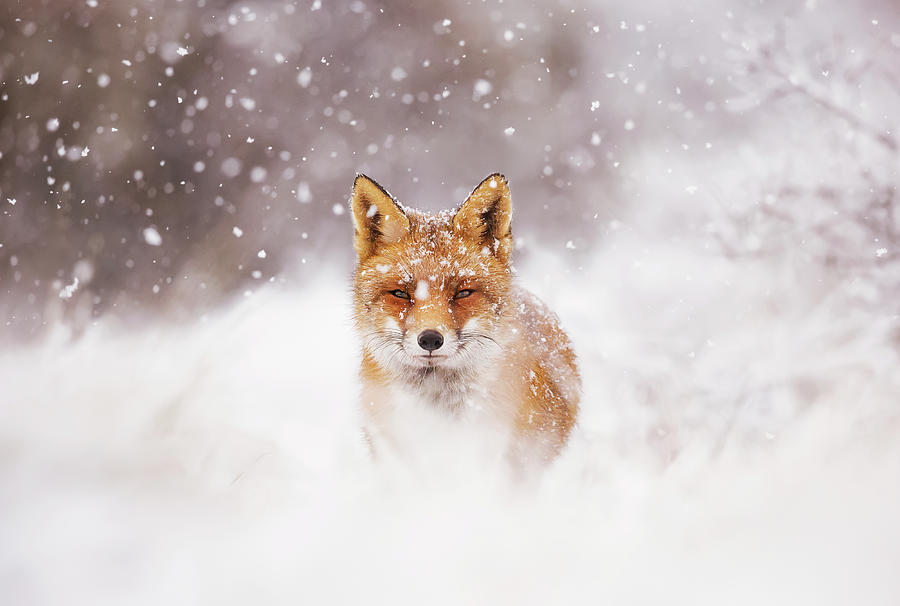 Fox Photograph - Fairytale Fox Series - Silent Fox in a Snowy Scene by Roeselien Raimond
