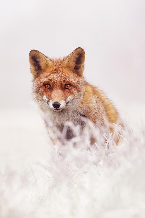 Winter Photograph - Fairytale Fox Series - The Elusive Dog Fox by Roeselien Raimond