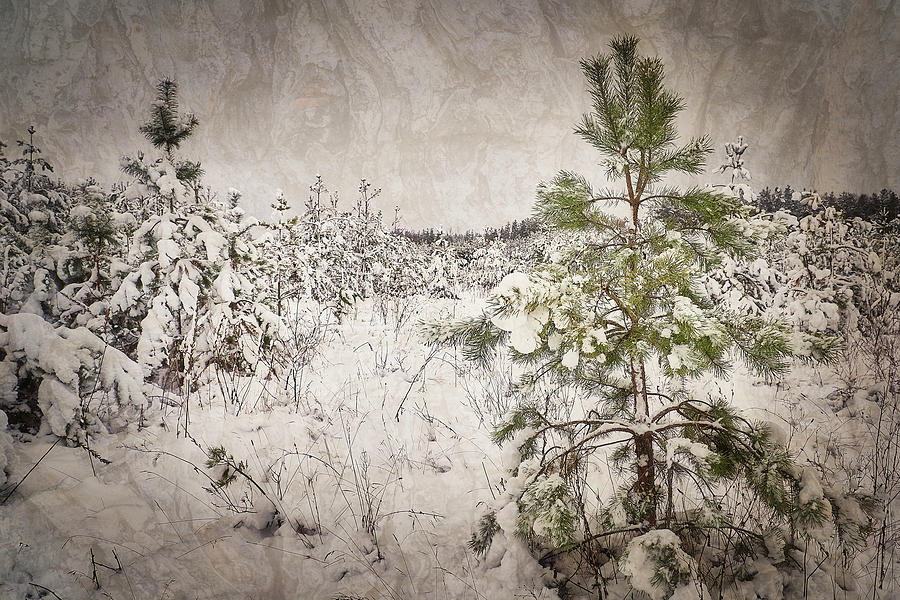 Fairytale of winter forest. Shchymel, 2018. by Andriy Maykovskyi Fairytale of winter forest. Shchymel, 2018. by Andriy Maykovskyi