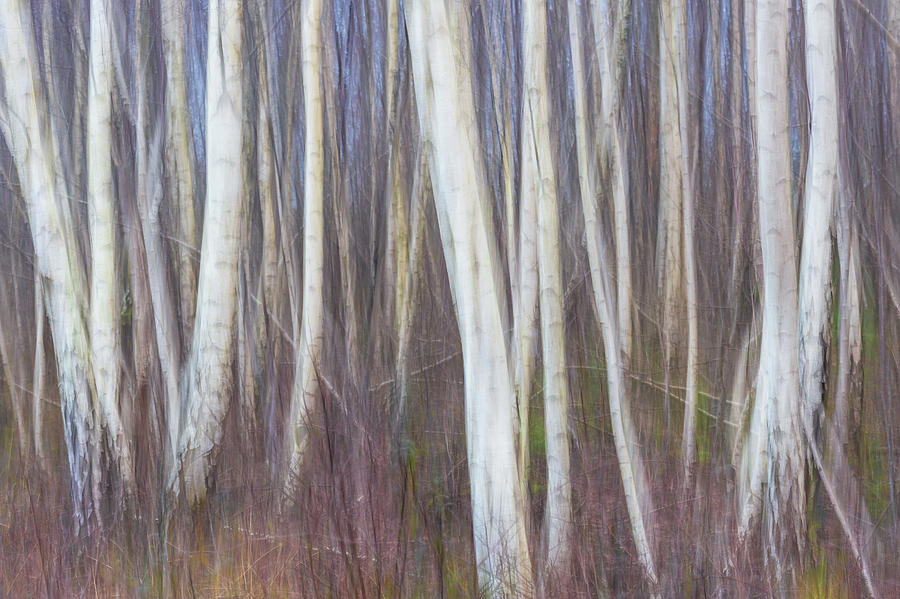 Tree Photograph - Fairytales Exist by Sandy Spaenhoven