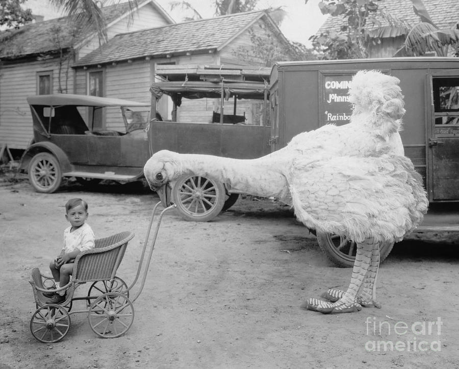 Animal Photograph - Fake Ostrich Pushing Boy In Stroller by Everett Collection Animal Photograph - Fake Ostrich Pushing Boy In Stroller by Everett Collection