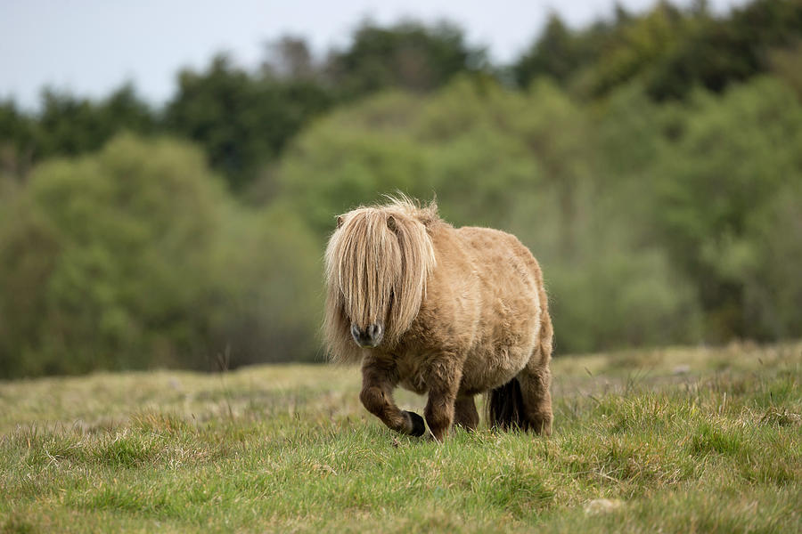Falabella Miniature Horse, Stallion, Republic Of Ireland Photograph by