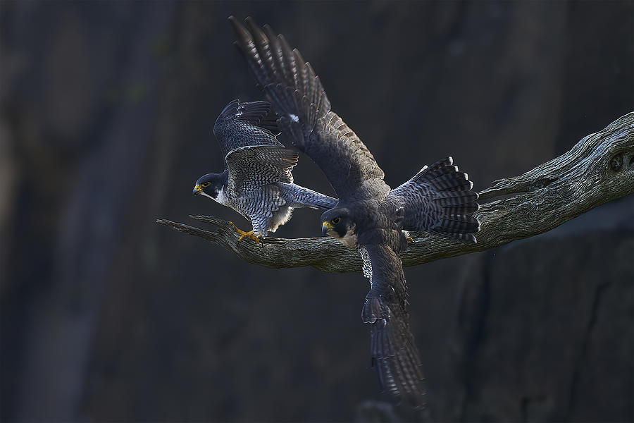 Eagle Photograph - Falco Peregrinus by Johnny Chen