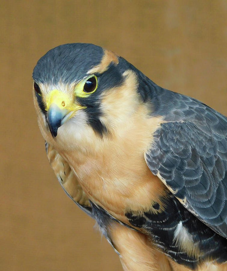 Falcon Bird Of Prey Photograph
