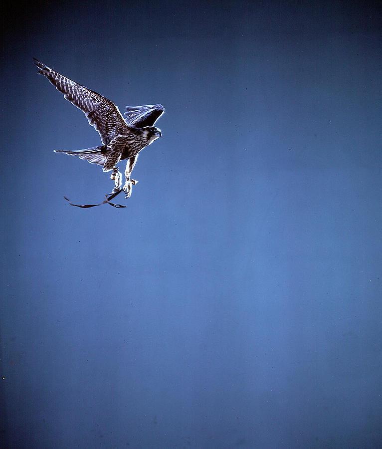 Falcon Digital Art by Gjon Mili - Pixels