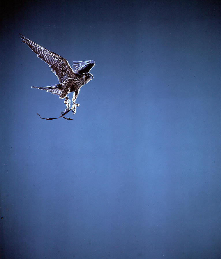 Falcon by Gjon Mili