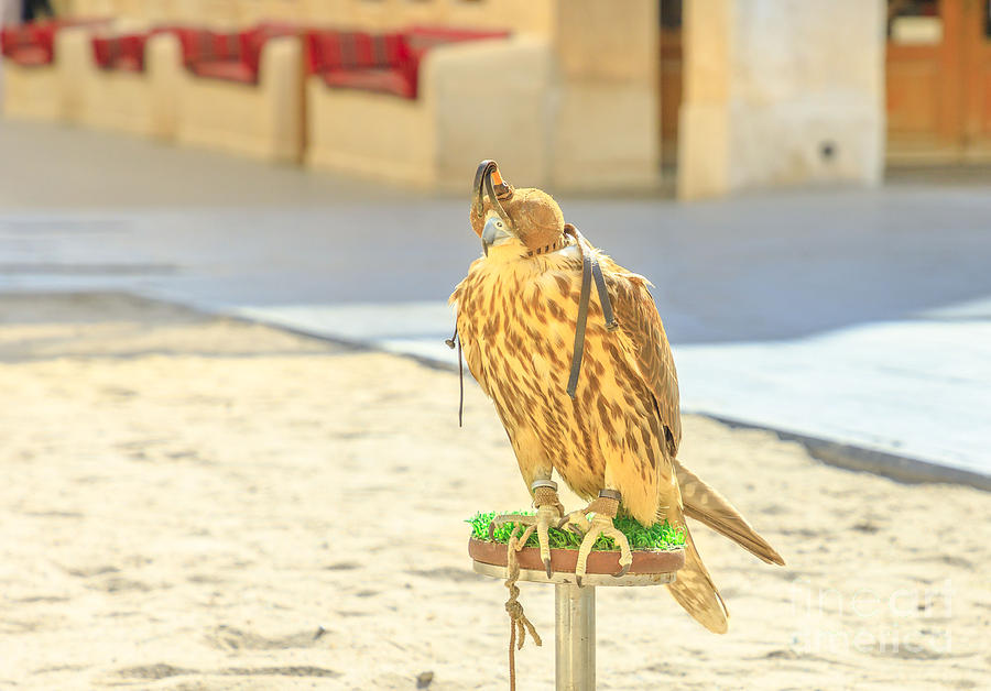 Falcon in Doha Photograph by Benny Marty