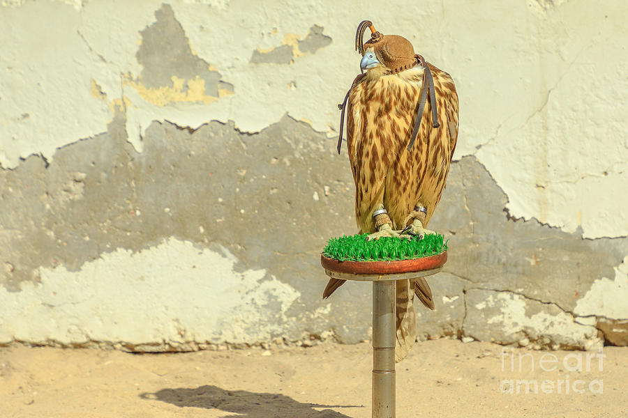 Falcon on wall background Photograph by Benny Marty