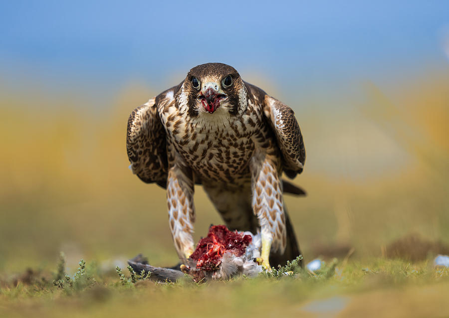 Wildlife Photograph - Falcon Posing Head On With A Kill by Manish Nagpal