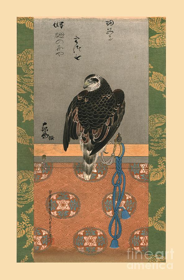 Falcon Drawing by Print Collector Falcon Drawing by Print Collector