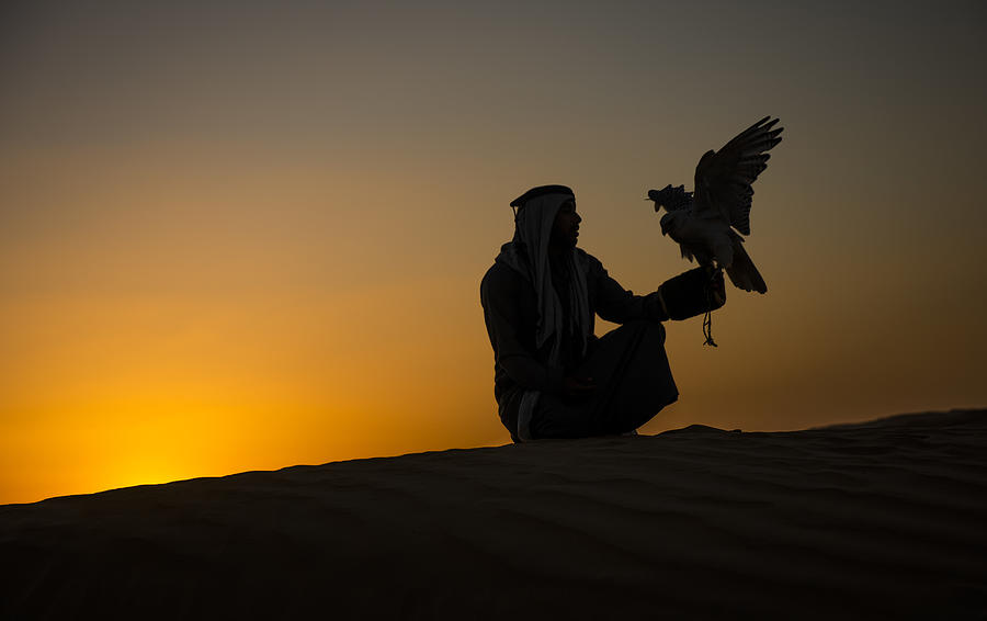 Animal Photograph - Falcon by Yomn Almonla