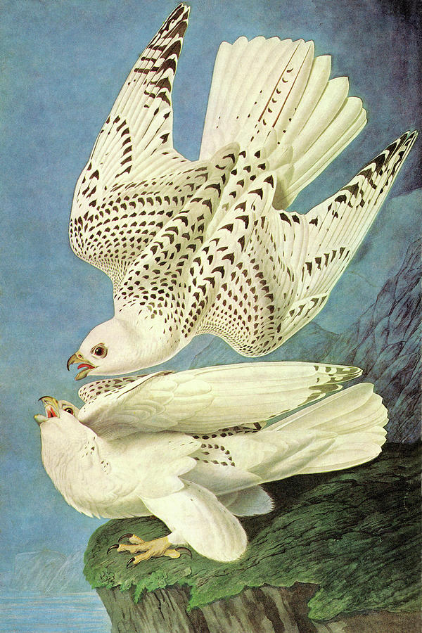 Falcons Painting by John James Audubon