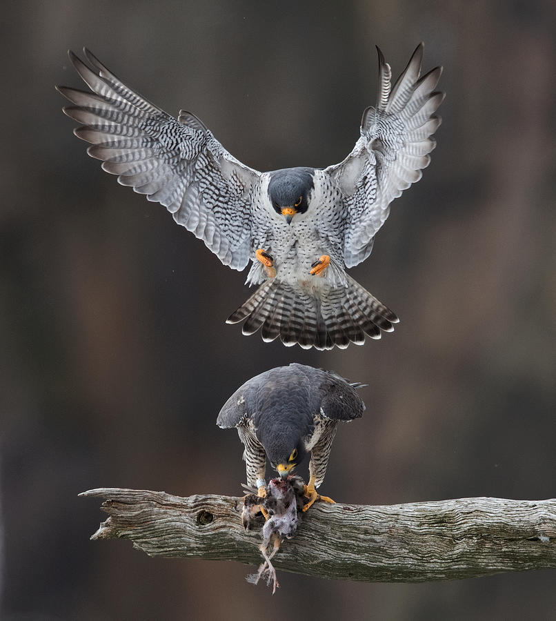 Wildlife Photograph - Falcon\s Love Season by Eugene Zhu