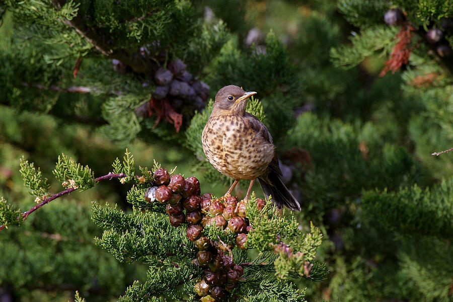 Falkland Thrush Photograph by David Hosking