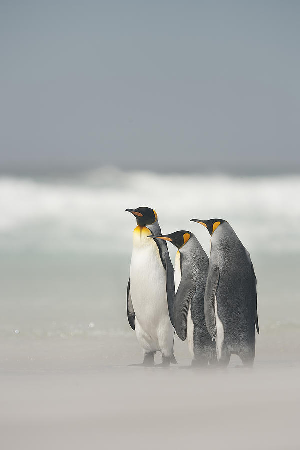 Falklands Photograph by Joan Gil Raga
