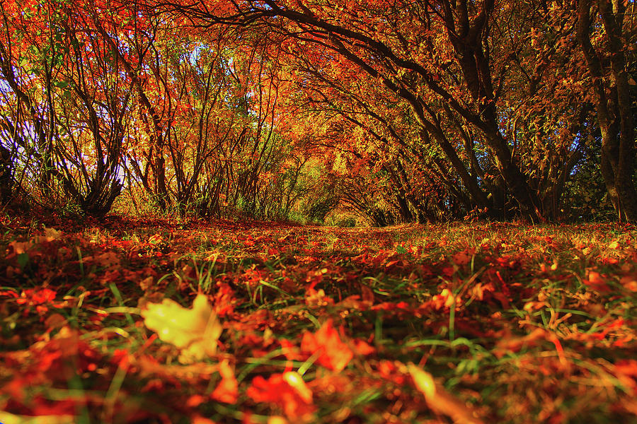 Autumn Photograph - Fall by Aaron J Groen