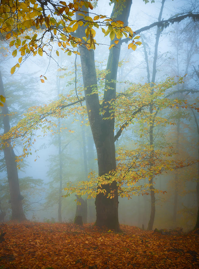 Fall Photograph by Ali Fallahzadeh
