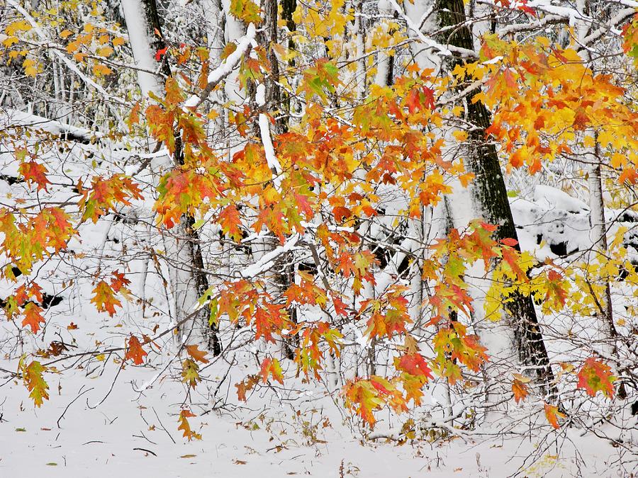 Fall And Snow Photograph by Jeffrey PERKINS