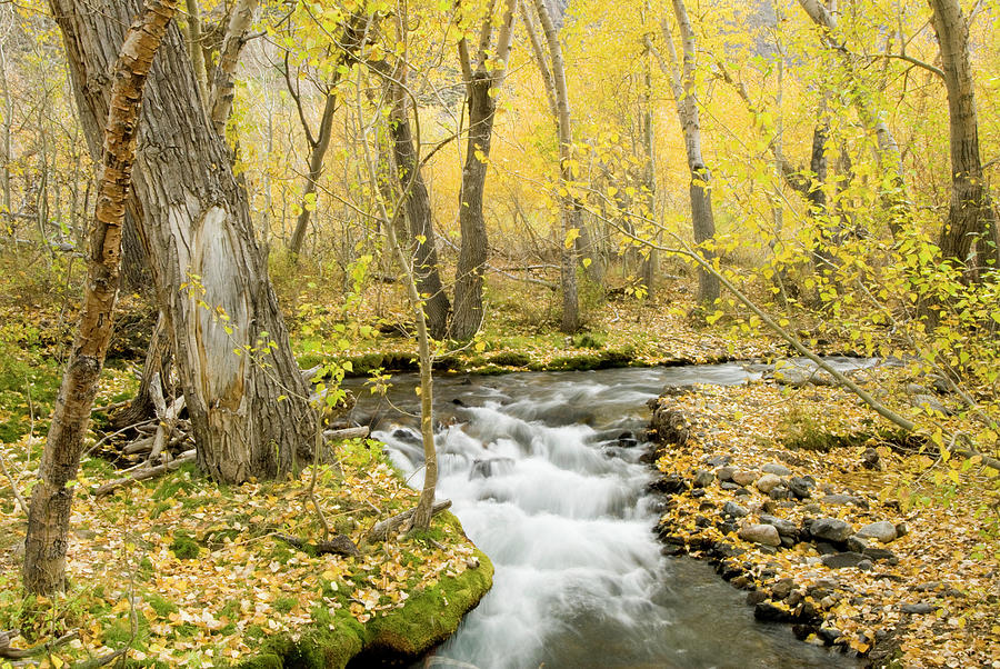 Fall Aspen And Flowing Creek, Eastern Photograph by Josh Miller Photography