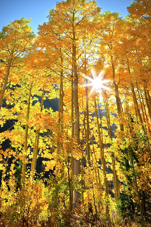 Fall Aspen Color In Colorado Photograph by Missing35mm