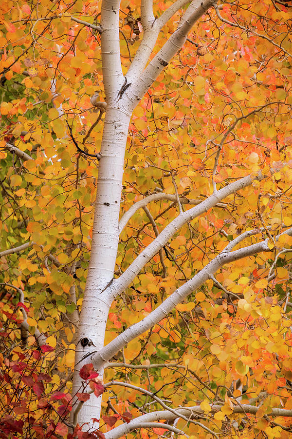 Fall Aspen in the Tetons Photograph by Catherine Avilez