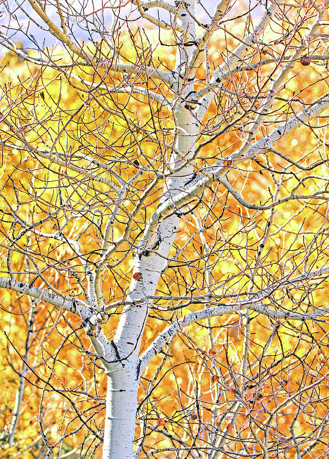 Fall Aspen Tree Photograph by Jennie Marie Schell