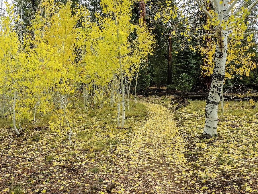 Fall Aspens Along Widforss Trail Grand Canyon by NaturesPix Fall Aspens Along Widforss Trail Grand Canyon by NaturesPix