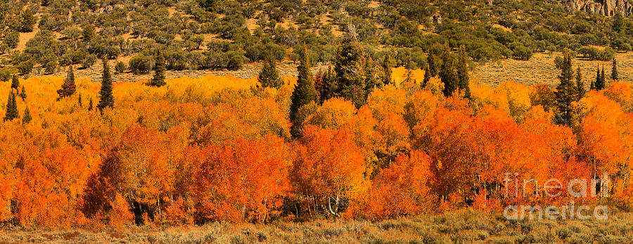 Fall Aspens And Pine Panorama Photograph by Adam Jewell