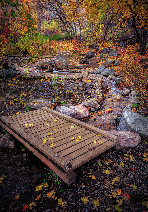 Fall At The Dog Pond Photograph