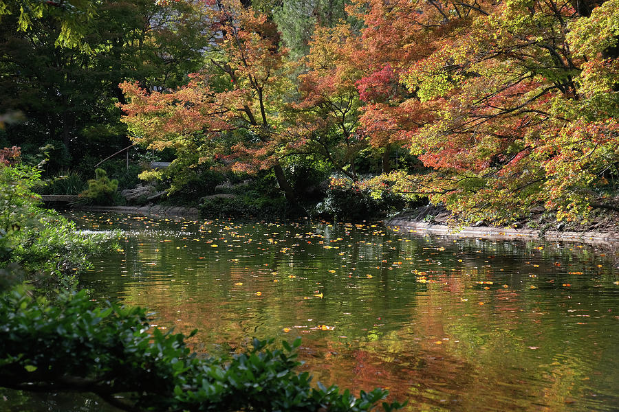 Fall at the Japanese Garden by Ricardo J Ruiz de Porras Fall at the Japanese Garden by Ricardo J Ruiz de Porras
