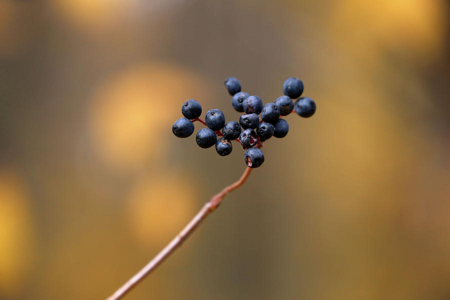 Blue Berries Photograph - Fall Berries 110518 by Mary Bedy