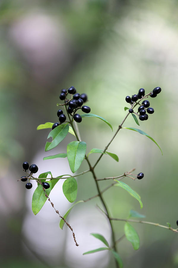 Berries Photograph - Fall Berries 3 101319 by Mary Bedy Berries Photograph - Fall Berries 3 101319 by Mary Bedy