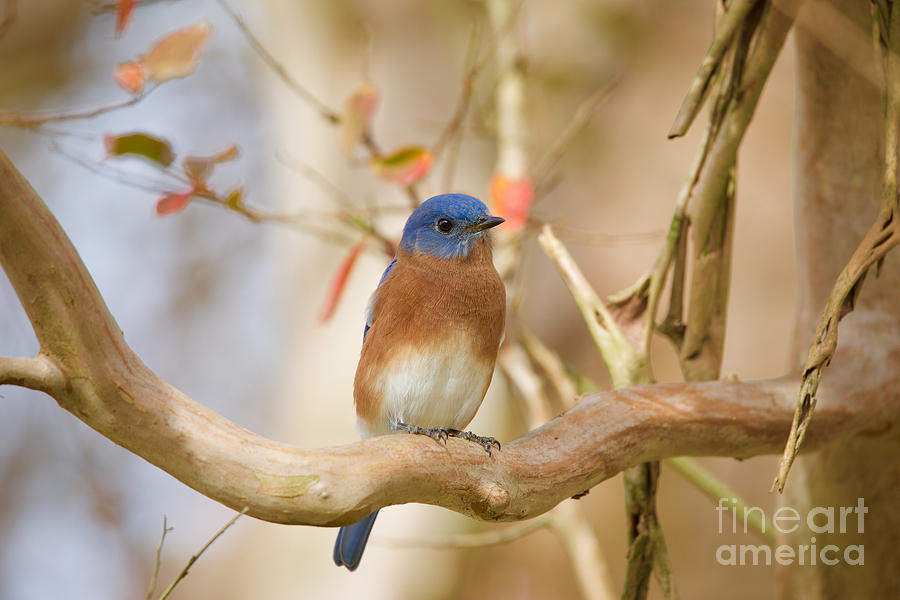 Fall Bluebird Photograph by Rachel Morrison