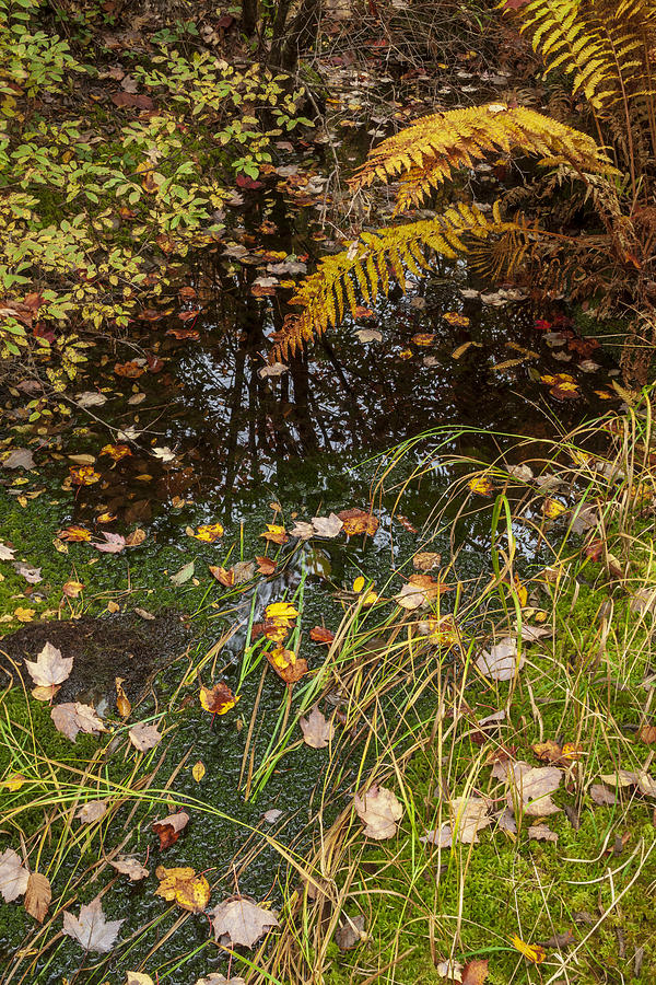Fall Brook Still-Life Photograph by Irwin Barrett